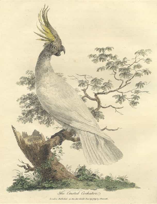 Cockatoo from the journal of surgeon John White (Plate 26)